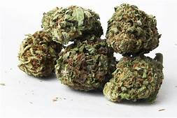 Cannabis Cannabis